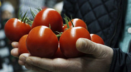 Bu yıl ucuz domates hayal!