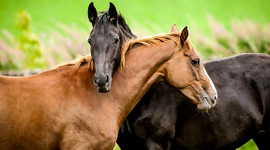 TSK'ya at, beygir ve katır alınacak!