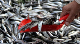 Hamsi fiyatı tavan yaptı