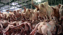 Hindiyi yemiyor, satıyoruz