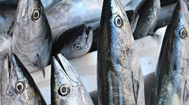 Palamut bollaştı, fiyatı düştü