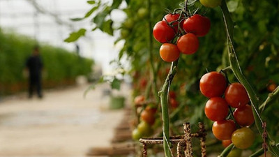 Tarım ÜFE yüzde 9,51 arttı