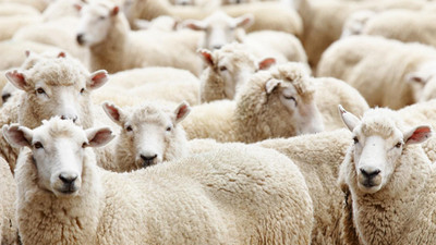 Bu kurbanlara dikkat!