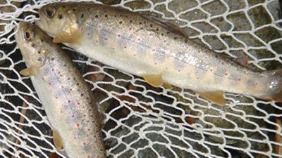 Balığın tanesi 100 lira!