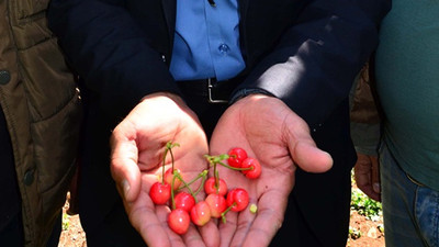 Kiraz fiyatları el yakıyor