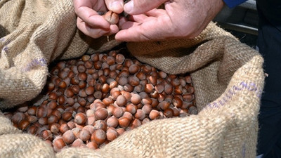 Pazara 375 bin ton fındık indi