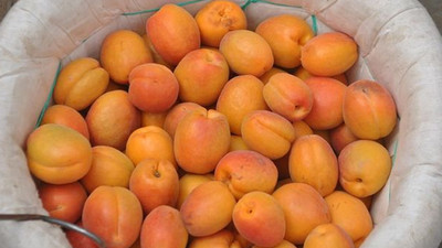 Kayısıda rekolte beklentisi yüksek