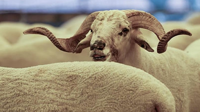 Bakanlık, Kurban Bayramı öncesi uyardı: 50 bin lira cezası var