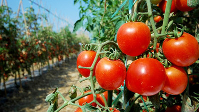 20 ton Türk domatesi Rusya'ya gitti