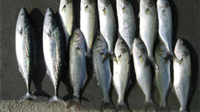 Balık fiyatları 10 kat arttı!