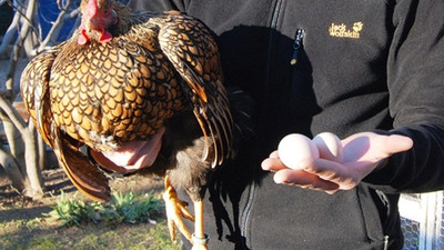 Tanesi 40 liradan kapış kapış satılıyor