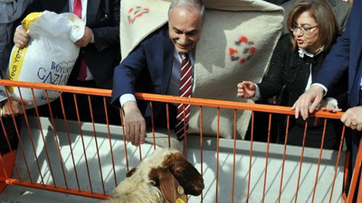 Bakan Fakıbaba: Köyüne dönene 300 damızlık koyun