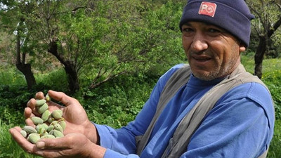 Datça'da çağla badem hasadı başladı