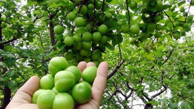 Fiyatı 100 TL’den 6 TL’ye düştü