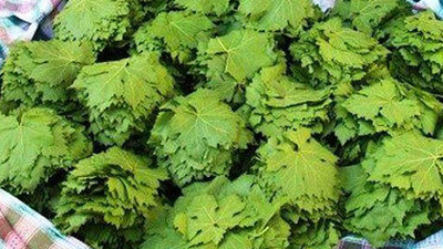 Üzüm yaprağı üreticinin yüzünü güldürüyor