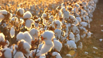 Pamukta 1 milyon tona gidiliyor!