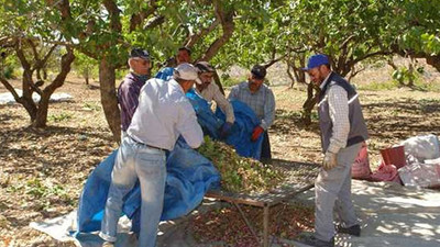 Antep fıstığı hasat edildi!