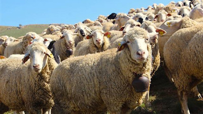 Kurbanlık fiyatları belli oldu