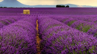 Mor tarlalara akın!