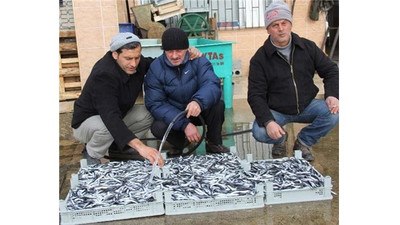 Hamsinin kasası 100 TL oldu!