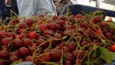 Vişnede fiyatlar üreticiyi üzdü