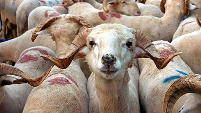 Diyanet kurbanlık fiyatlarını açıkladı