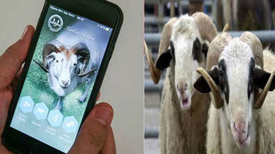 Kurbanlıkların kimlikleri cepten öğrenilebilecek