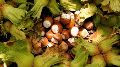 Ferrero’dan 2018 fındığına 11 lira 25 kuruş