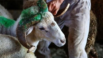 Kurbanlıklar tükendi!