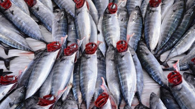 Balıkçının umudu palamut!