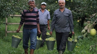 Deveci armutlarının hasadı başladı!