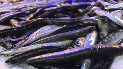 Hamsi ihracatı sezona hızlı başladı