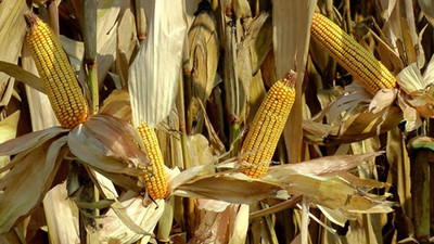Bakan Pakdemirli'den mısır üreticisine müjdeli haber