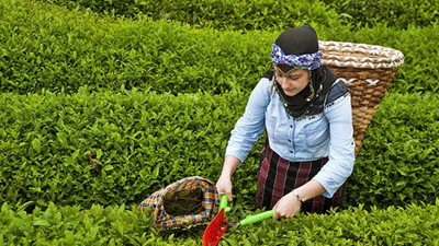 ABD'ye çay ihracatı artacak