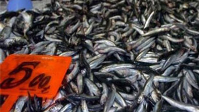 Hamsi 5 liraya düştü