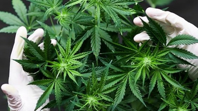 Dünya kenevir pazarı 4 milyar dolar büyüklüğünde