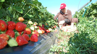 Çilek ihracatı yüzde 95 arttı