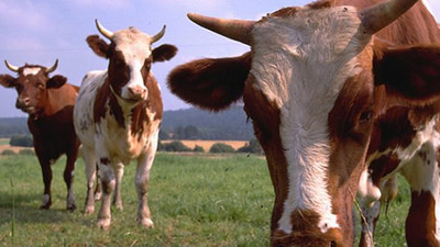 Büyükbaş hayvan sayısı arttı