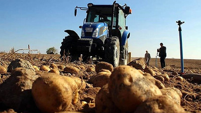 Patates ithalatı İran, Kazakistan veya Mısır'dan yapılacak