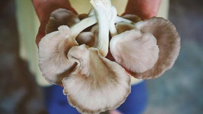 İstiridye mantarı alternatif ürün olacak