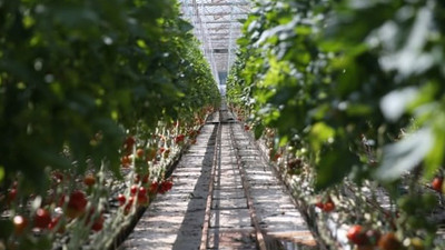 Teknolojik serada üretilip Avrupa'ya satılıyor