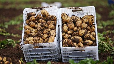 Patates ithalatında önemli gelişme