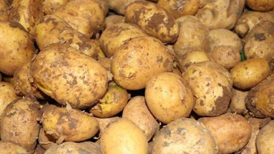 Kilo fiyatı 1,5 TL'ye düşecek