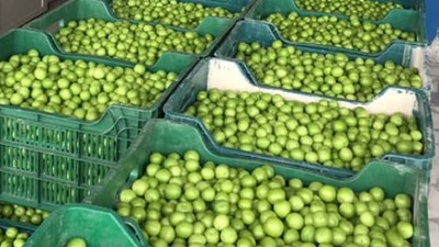 Erik altın yılını yaşıyor