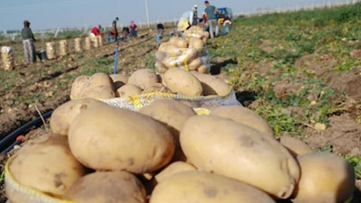 Kuraklığa dayanıklı patates geliştirildi