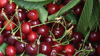 İhracatlık kirazda fiyat üreticiyi sevindirdi