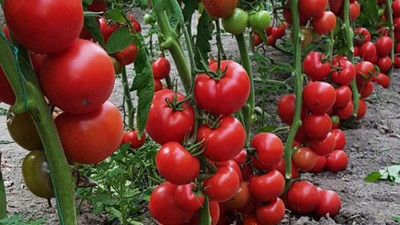 Domateste hedef 1 milyar dolarlık ihracat