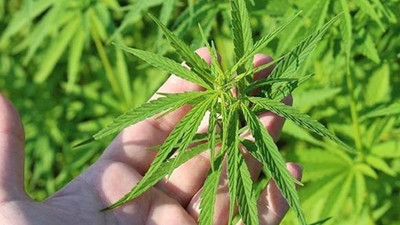 Kenevir üretiminde yerli tohum atağı