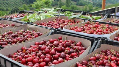 Kiraz ihracatında rekor gelebilir