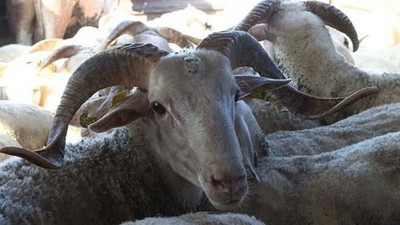 Kurbanlıklar görücüye çıktı